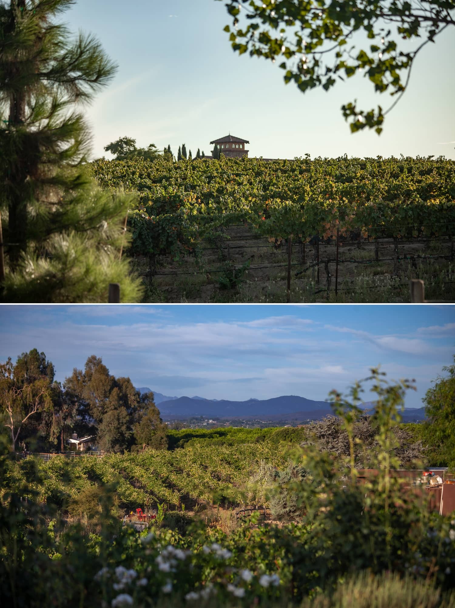 Views from Lorimar Winery in Temecula, CA. 